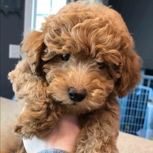 Meet your Posher, Tynisha